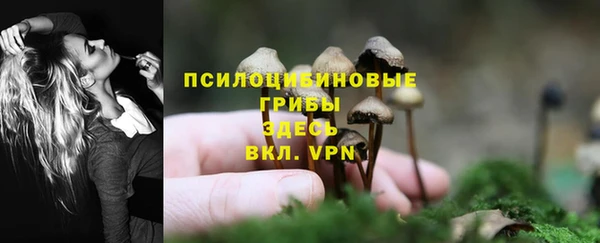 сатива Кукмор